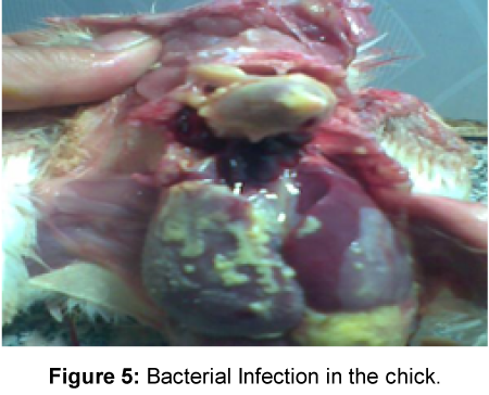fisheries-livestock-production-infection