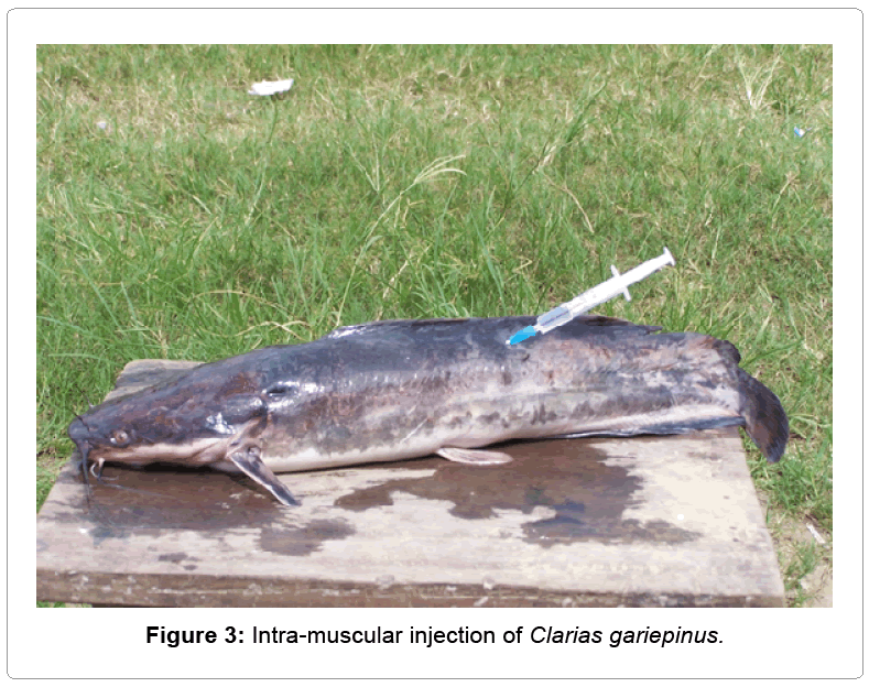 fisheries-livestock-production-injection