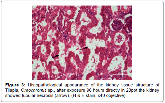fisheries-livestock-production-kidney-tissue-exposure