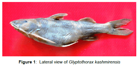 fisheries-livestock-production-lateral-view-glyptothorax
