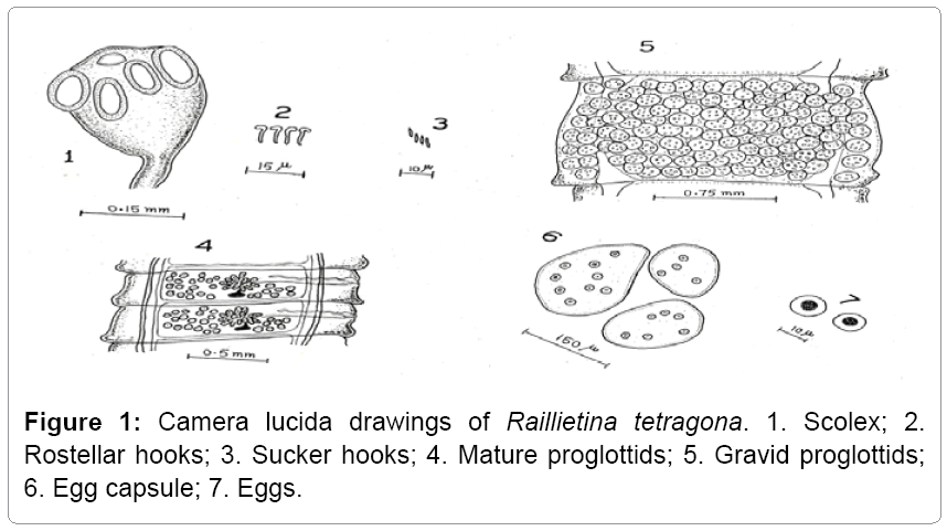 fisheries-livestock-production-lucida
