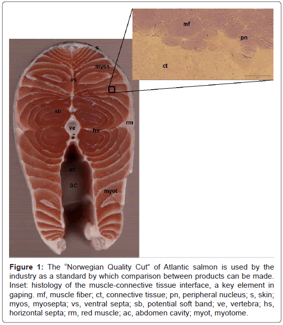 fisheries-livestock-production-norwegian-salmon-histology