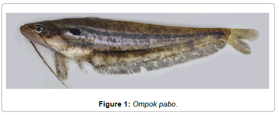 fisheries-livestock-production-ompok-pabo
