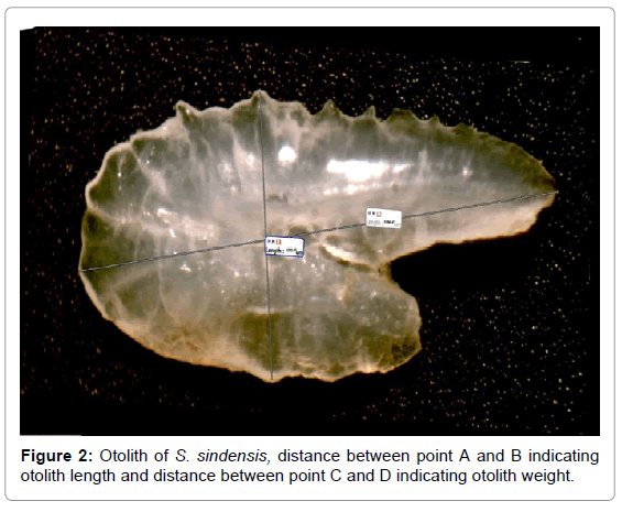 fisheries-livestock-production-otolith-distance