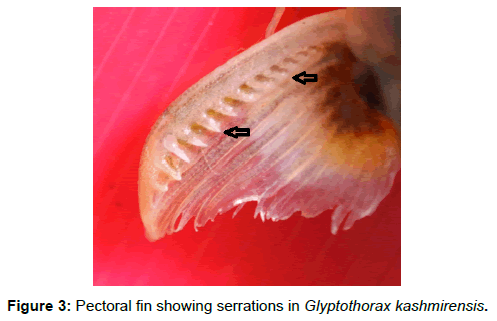 fisheries-livestock-production-pectoral-serrations-glyptothorax