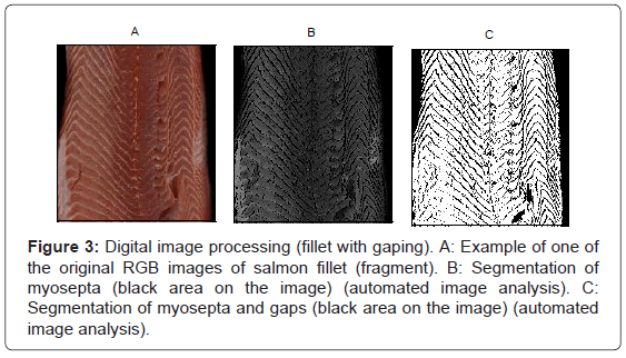 fisheries-livestock-production-processing-salmon-fillet
