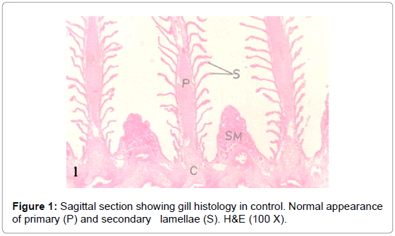 fisheries-livestock-production-sagittal-histology-primary