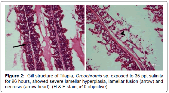 fisheries-livestock-production-salinity-lamellar-hyperplasia