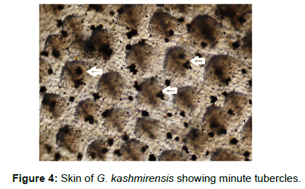 fisheries-livestock-production-skin-minute-tubercles