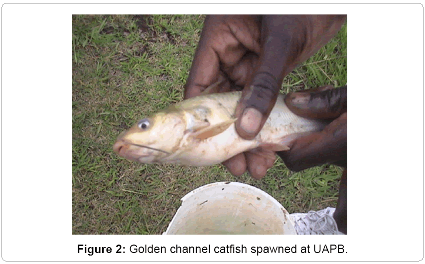 fisheries-livestock-production-spawned