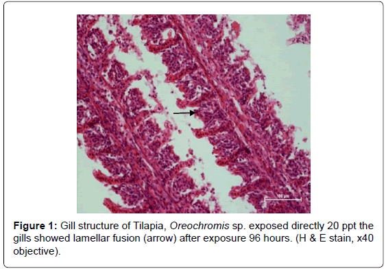 fisheries-livestock-production-structure-exposed-lamellar