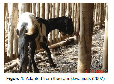fisheries-livestock-production-theera-rukkwamsuk