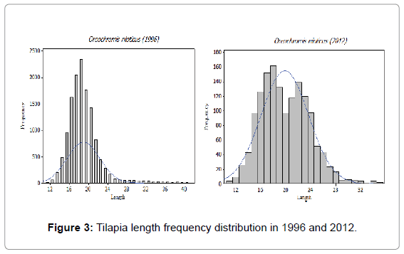 fisheries-livestock-production-tilapia-length