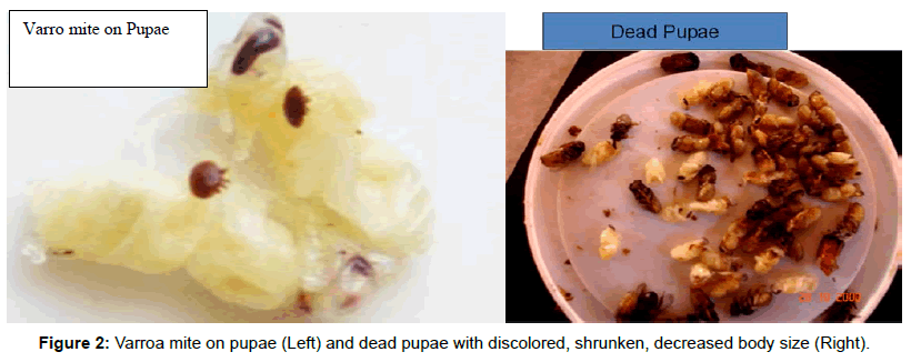fisheries-livestock-production-varroa-mite-pupae
