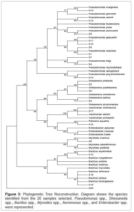 food tree diagram