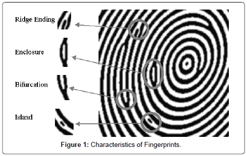 Forensic Research Characteristics Fingerprints Forensic Research Characteristics Fingerprints