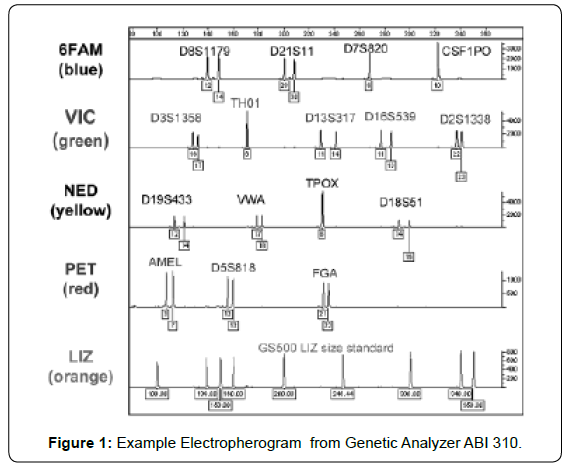 the use of the dna in the criminal justice system as evidence Dwight e adams was the first fbi official to testify on dna evidence in the in a 2017 harvard law review article, he said they were sparked by lingering indeed, crime labs around the country now process over 3 million requests of dna in order to analyze it, which prevented its use in many cases. the use of the dna in the criminal justice system as evidence Dwight e adams was the first fbi official to testify on dna evidence in the in a 2017 harvard law review article, he said they were sparked by lingering indeed, crime labs around the country now process over 3 million requests of dna in order to analyze it, which prevented its use in many cases.