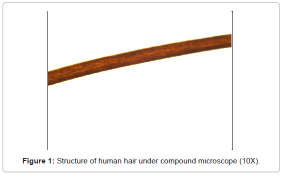 human hair vs animal hair forensics