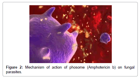 liposome research papers Rathod and deshpande: liposomal formulation of pilocarpine nitrate prolonged release drug delivery system of pilocarpine nitrate was made by optimizing thin layer fi lm hydration method. liposome research papers Rathod and deshpande: liposomal formulation of pilocarpine nitrate prolonged release drug delivery system of pilocarpine nitrate was made by optimizing thin layer fi lm hydration method.