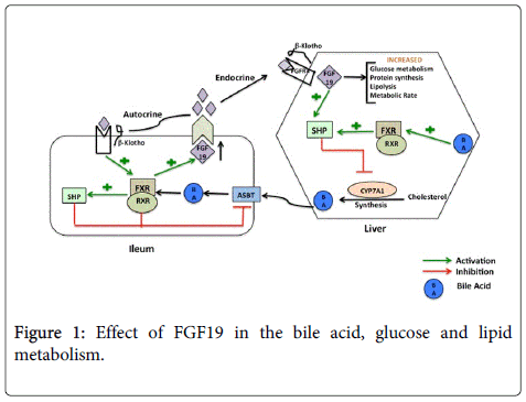 gastrointestinal-digestive-Effect-FGF19