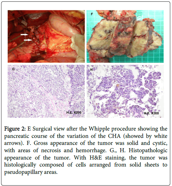 gastrointestinal-digestive-Gross-appearance