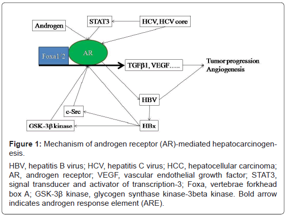 gastrointestinal-digestive-androgen-receptor