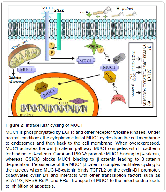 gastrointestinal-digestive-cytoplasmic-tail-MUC1