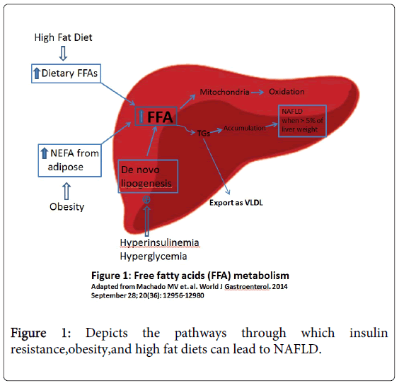 gastrointestinal-digestive-high-fat-diets