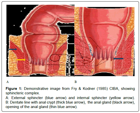 gastrointestinal-digestive-internal-sphincter