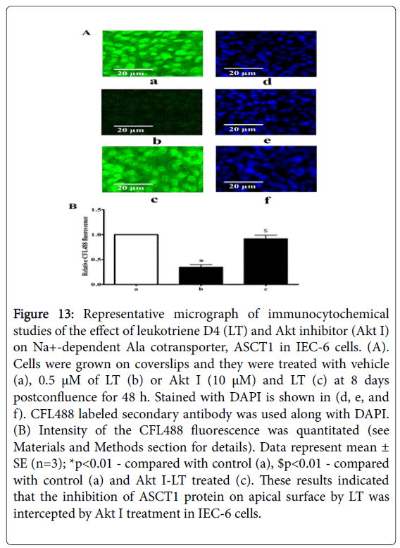 gastrointestinal-digestive-labeled-secondary-antibody