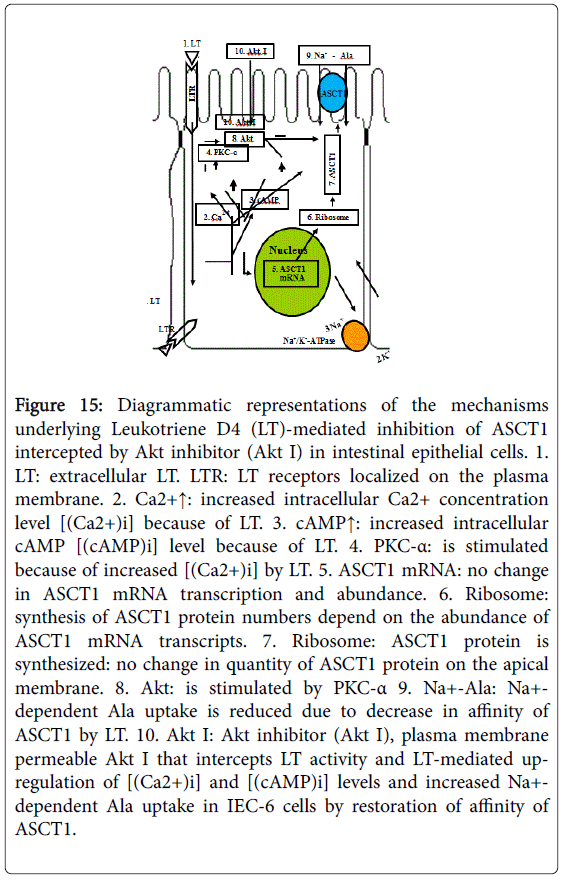 gastrointestinal-digestive-mediated-inhibition-ASCT1