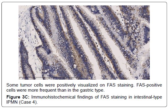 gastrointestinal-digestive-positively-visualized-FAS