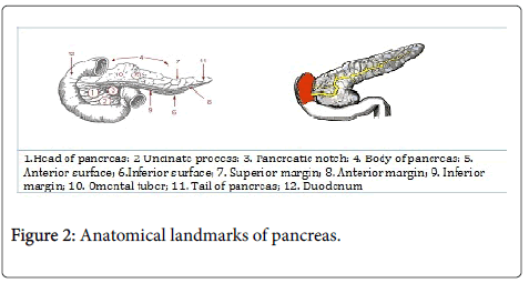 gastrointestinal-digestive-system-Anatomical-landmarks