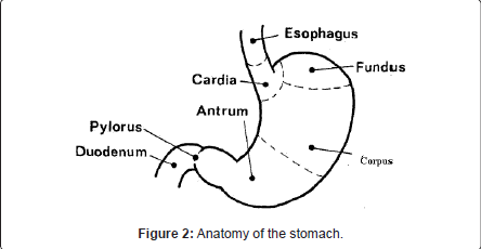 gastrointestinal-digestive-system-Anatomy-stomach
