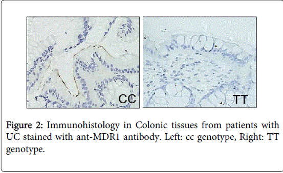 gastrointestinal-digestive-system-Colonic-tissues