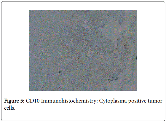 gastrointestinal-digestive-system-Immunohistochemistry