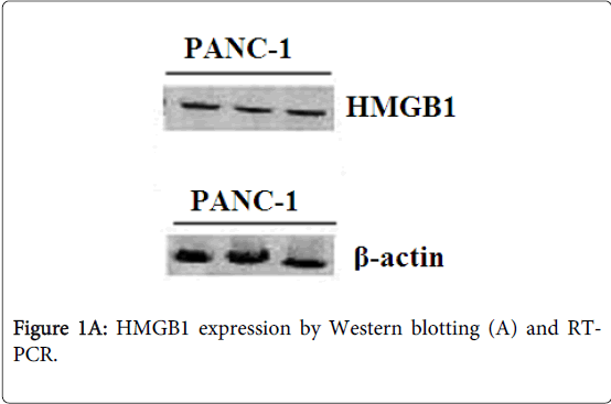 gastrointestinal-digestive-system-Western-blotting
