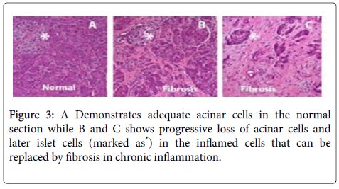 gastrointestinal-digestive-system-adequate-acinar