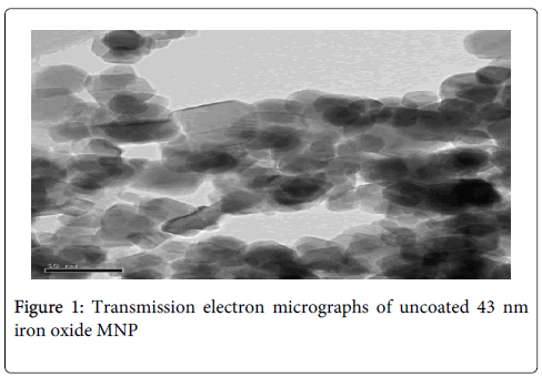gastrointestinal-digestive-system-electron-micrographs