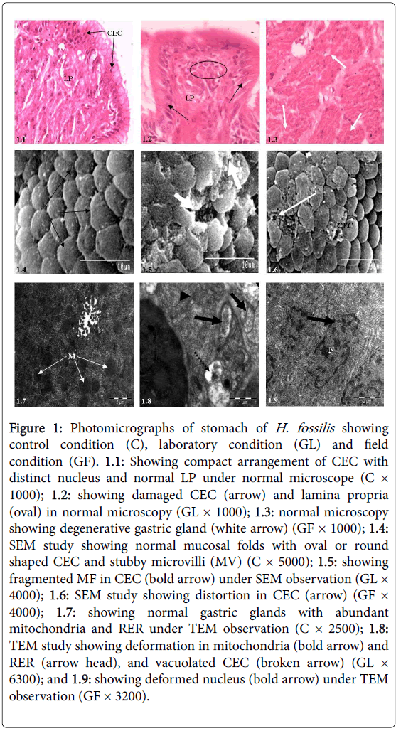 gastrointestinal-digestive-system-laboratory-condition