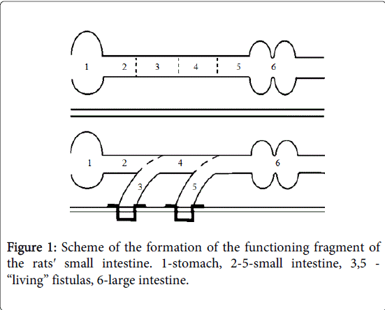 gastrointestinal-digestive-system-large-intestine