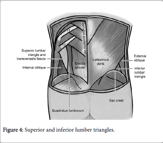 gastrointestinal-digestive-system-lumber-triangles