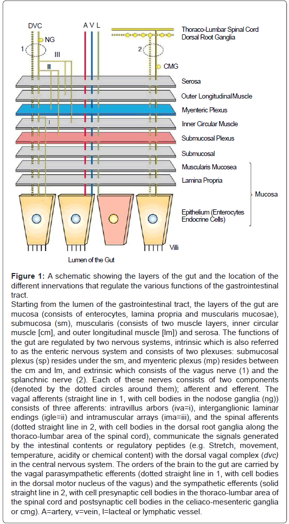 gastrointestinal-digestive-system-lymphatic-vessel