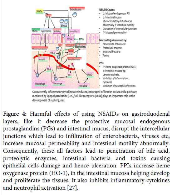 gastrointestinal-digestive-system-neutrophil-activation
