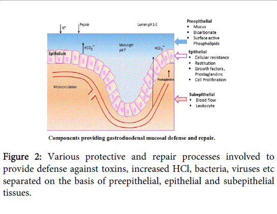 gastrointestinal-digestive-system-processes-involved