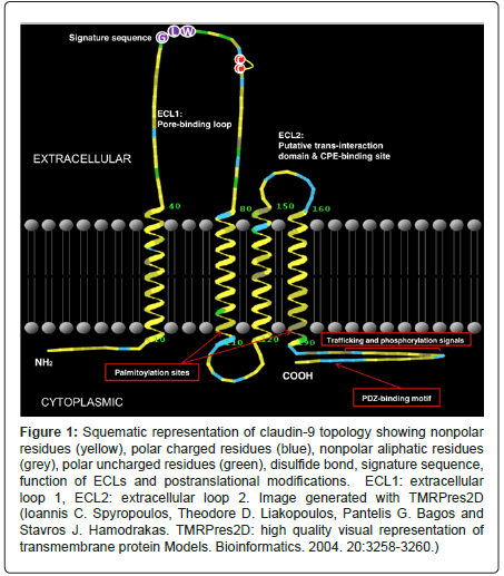 gastrointestinal-digestive-system-protein-Models