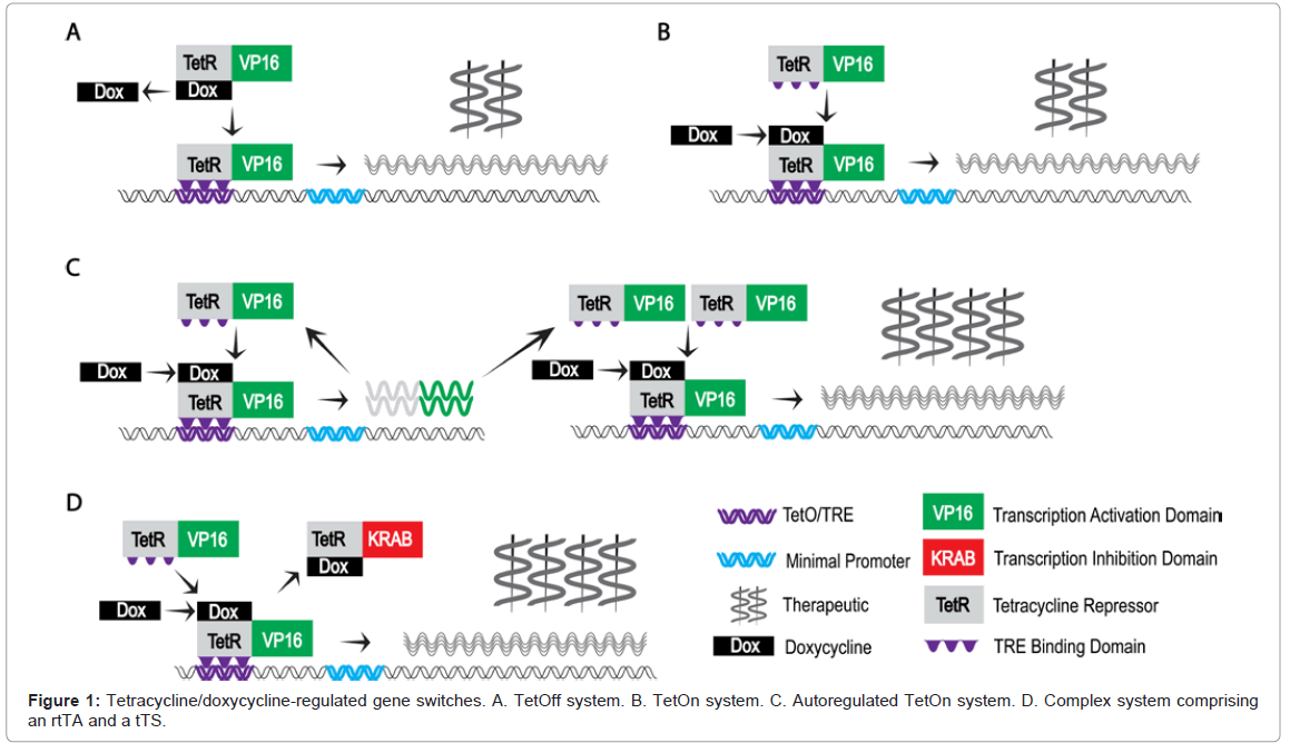 Gene Switches for Deliberate Regulation of Transgene Expression Recent