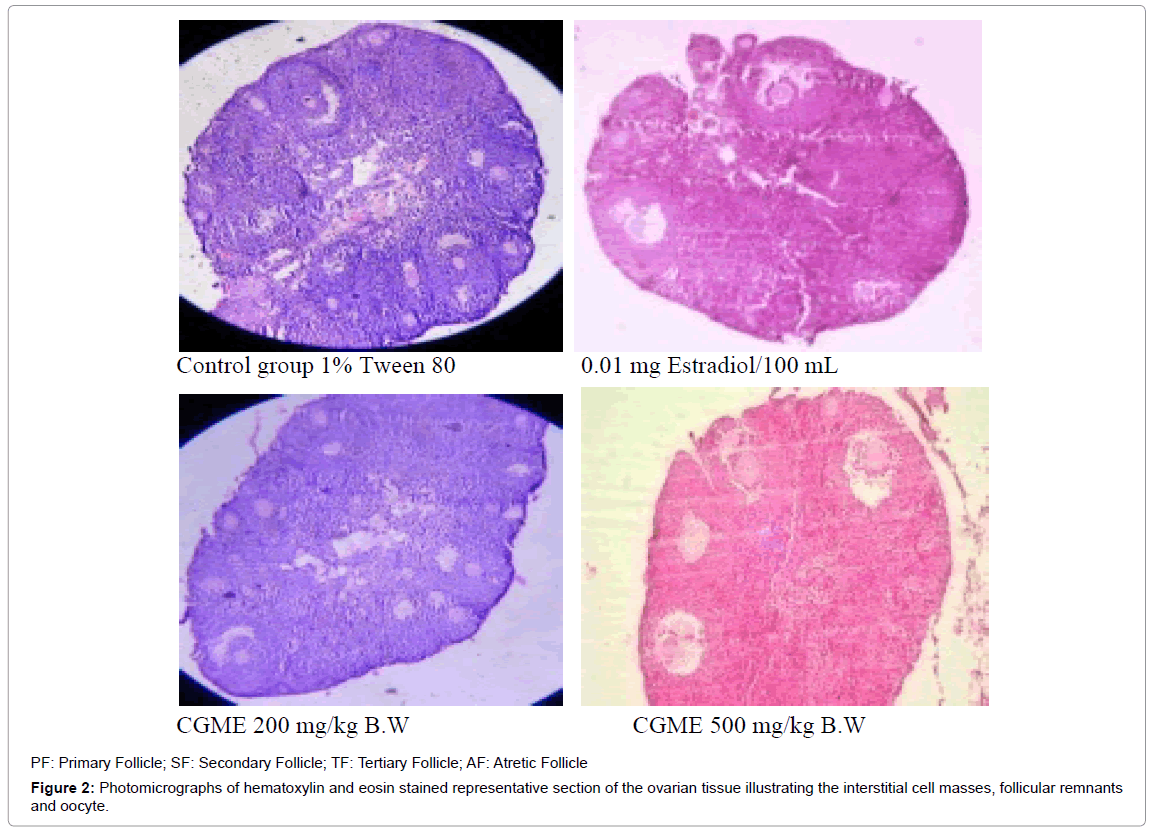 homeopathy-ayurvedic-medicine-Photomicrographs-hematoxylin
