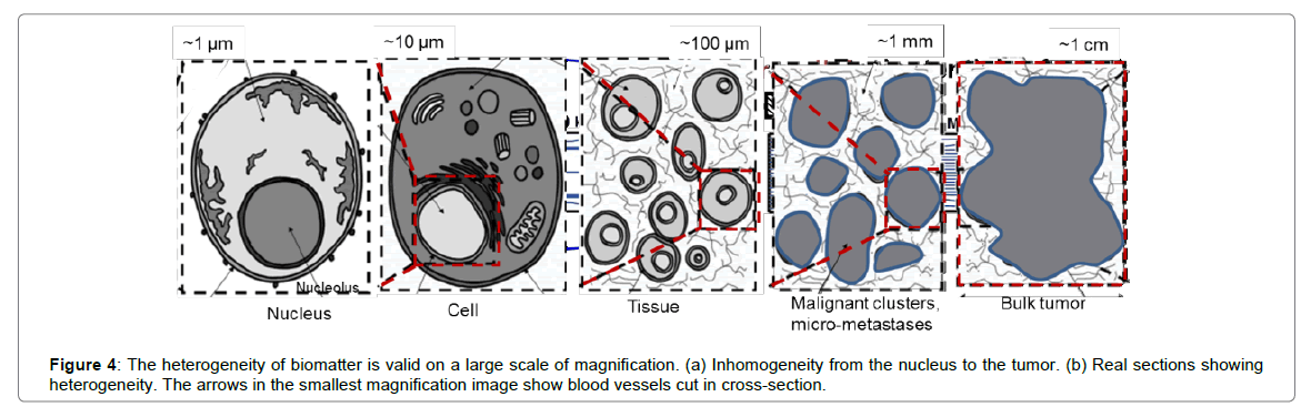 homeopathy-ayurvedic-medicine-blood-vessels