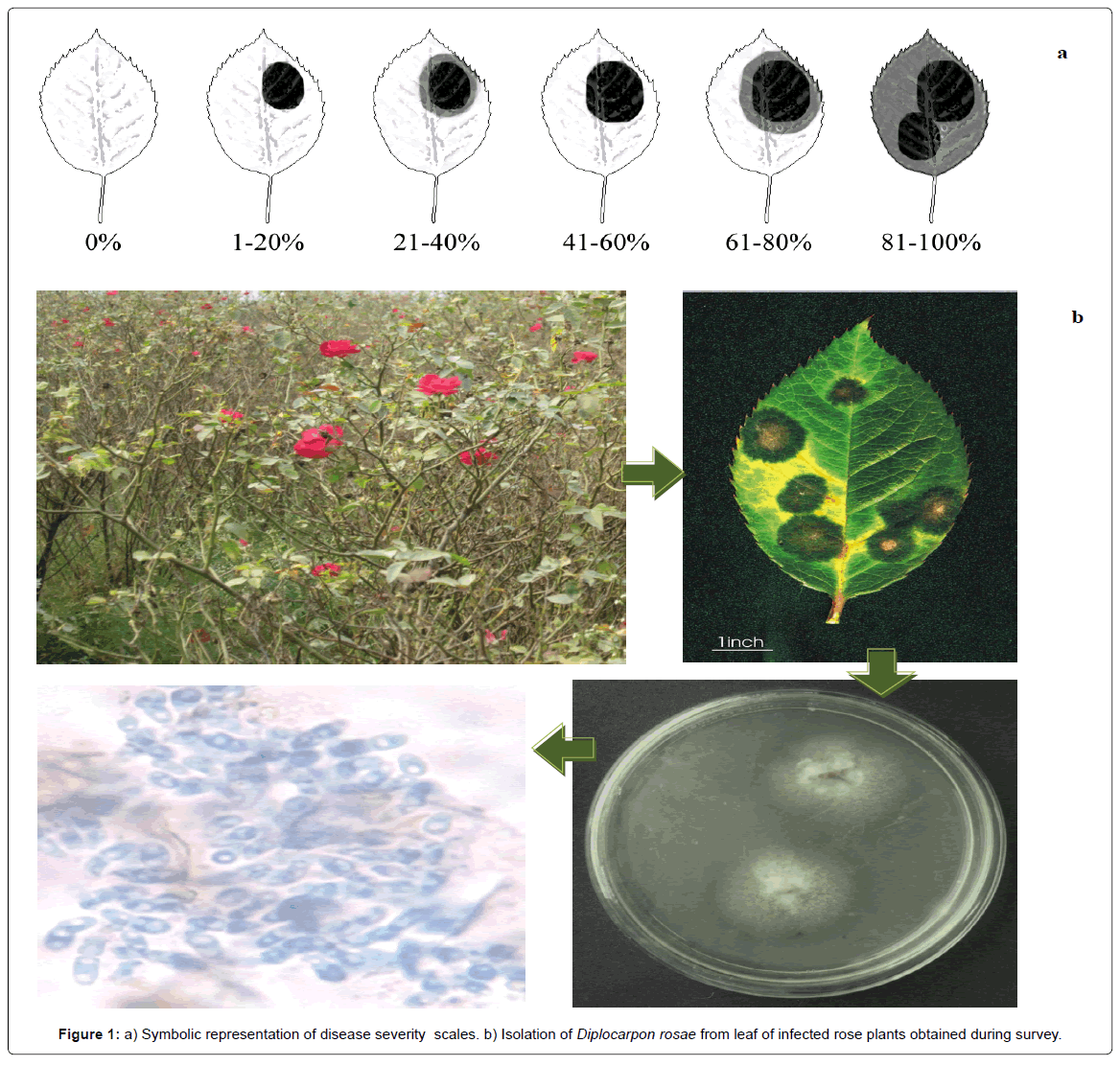 horticulturediseaseseverity